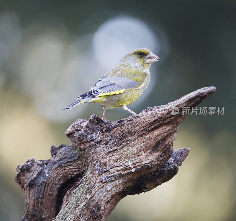 欧洲绿翅雀(Chloris Chloris)雄性